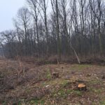 Defrișări „secrete” în Pădurea Băneasa