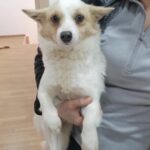 ASPA | Târg de adopții de căței, la final de martie. FOTO: ASPA