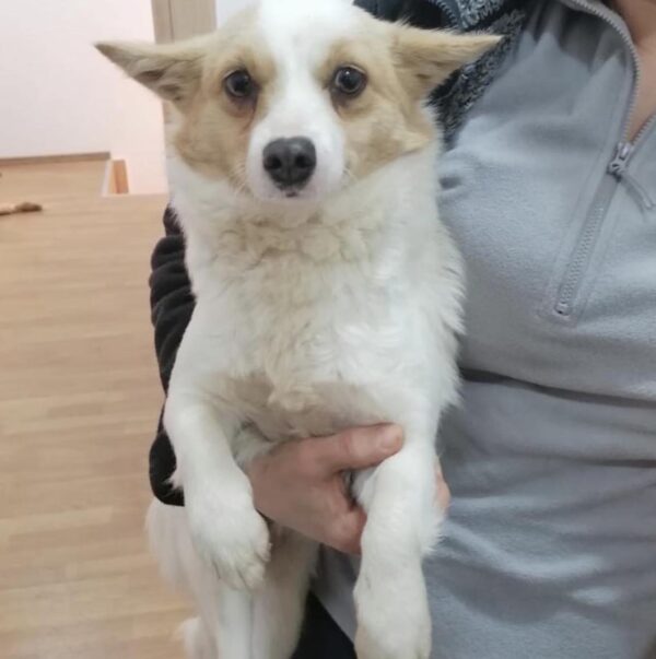 ASPA | Târg de adopții de căței, la final de martie. FOTO: ASPA