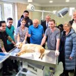 Studenții de la Facultatea de Medicină Veterinară îngrijesc câinii fără stăpân, din Adăpostul Odăi. Proiectul a fost lansat de Primăria Sectorului 1. FOTO: PS1
