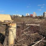 Capitala ar putea avea un Registru al Spațiilor Verzi funcțional. Licitaţie de 19 milioane lei, lansată în SEAP. Foto: Arhivă