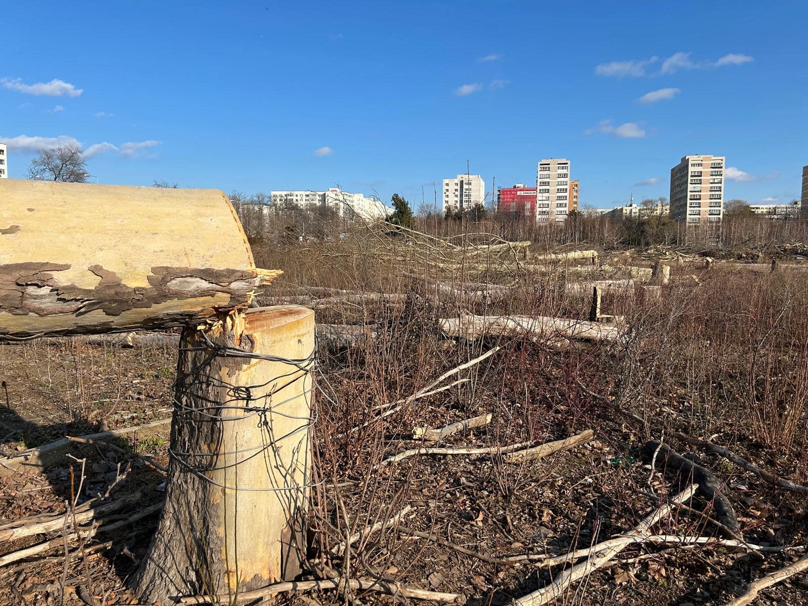 Capitala ar putea avea un Registru al Spațiilor Verzi funcțional. Licitaţie de 19 milioane lei, lansată în SEAP. Foto: Arhivă