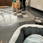 Animalele de companie vor putea intra în Primăria Capitalei. Care sunt regulile. FOTO: Arhiva