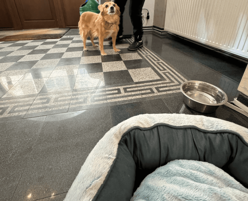 Animalele de companie vor putea intra în Primăria Capitalei. Care sunt regulile. FOTO: Arhiva