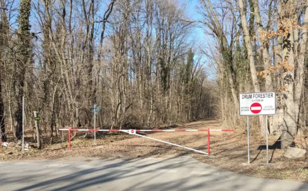 Greenfield prin pădurea Băneasa