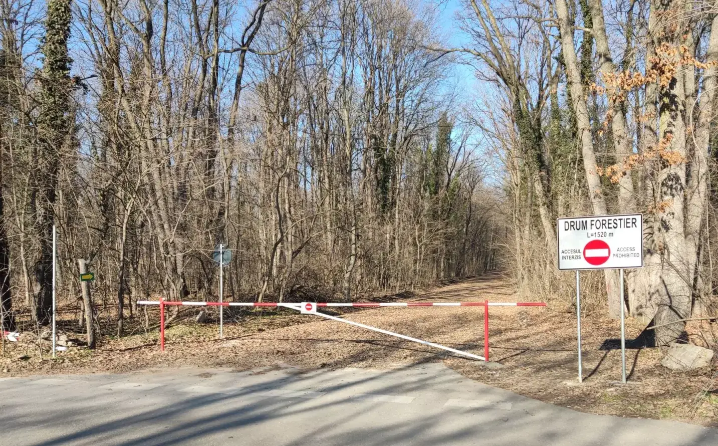 Greenfield prin pădurea Băneasa