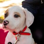 sterilizează câinele