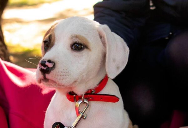sterilizează câinele