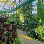 Program de vară la serele exotice din Parcul Drumul Taberei. Foto: Arhivă via FB/ ADPDU Sector 6