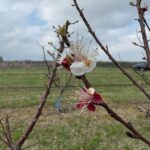 Cum sunt afectați pomii fructiferi de îngheț? Expert: „Mugurii de rod la cais, compromiși în totalitate”. Foto: SDCP Băneasa