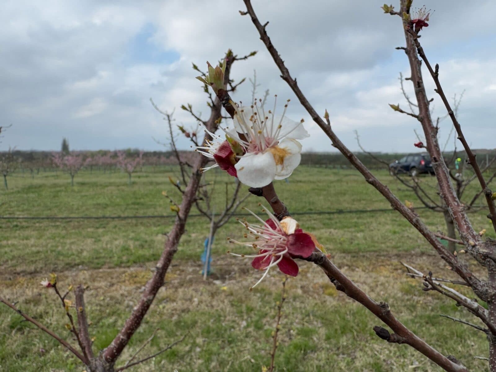 Cum sunt afectați pomii fructiferi de îngheț? Expert: „Mugurii de rod la cais, compromiși în totalitate”. Foto: SDCP Băneasa