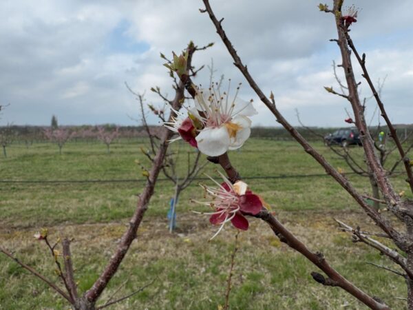 Cum sunt afectați pomii fructiferi de îngheț? Expert: „Mugurii de rod la cais, compromiși în totalitate”. Foto: SDCP Băneasa