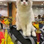 Salonul Felin Internațional SofistiCAT 2025, la Sala Palatului, pe 10 și 11 mai. FOTO:Sofisticat Shows|/ Facebook