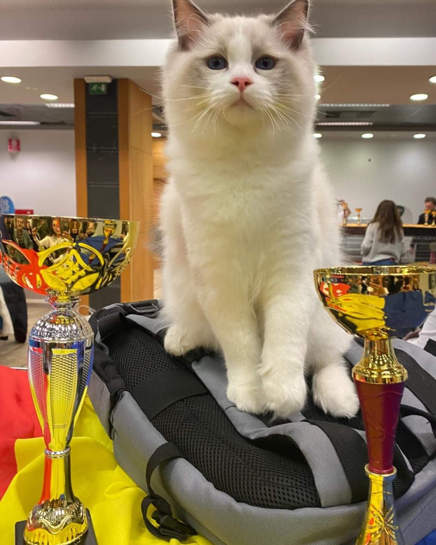 Salonul Felin Internațional SofistiCAT 2025, la Sala Palatului, pe 10 și 11 mai. FOTO:Sofisticat Shows|/ Facebook