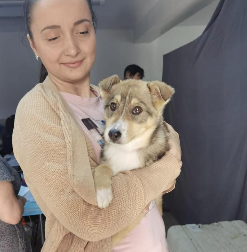 adopţii căţei