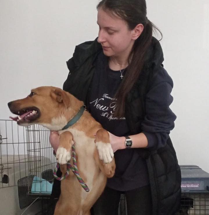 adopţii căţei