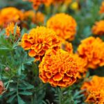 Sector 6 | Răsaduri gratuite pentru asociațiile de proprietari. FOTO: PS6