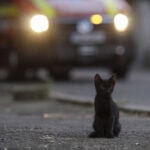 Primăria Capitalei lansează „FeliVox”