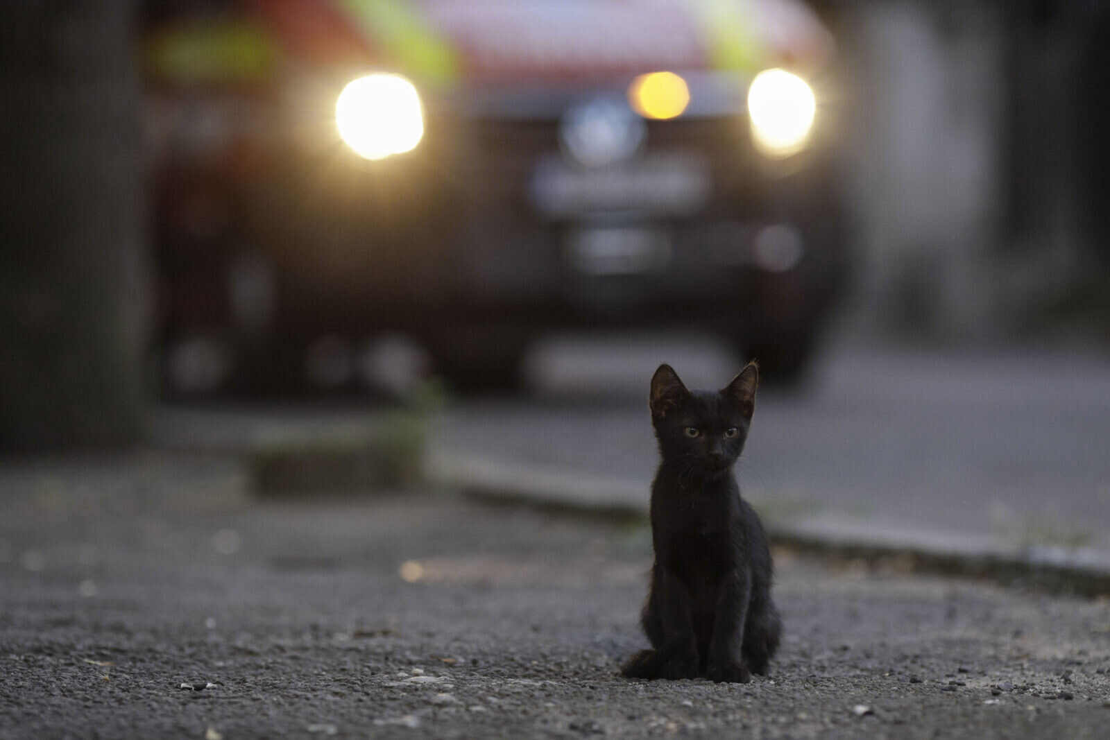 Primăria Capitalei lansează „FeliVox”