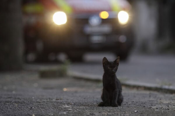 Primăria Capitalei lansează „FeliVox”