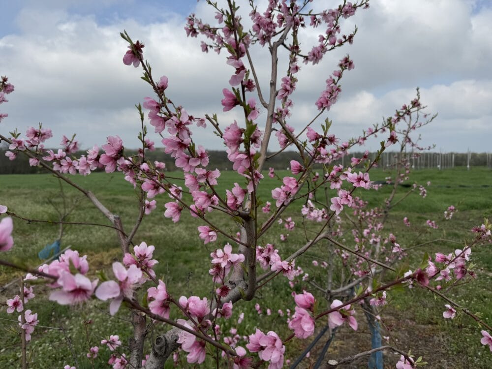 afectați pomii fructiferi