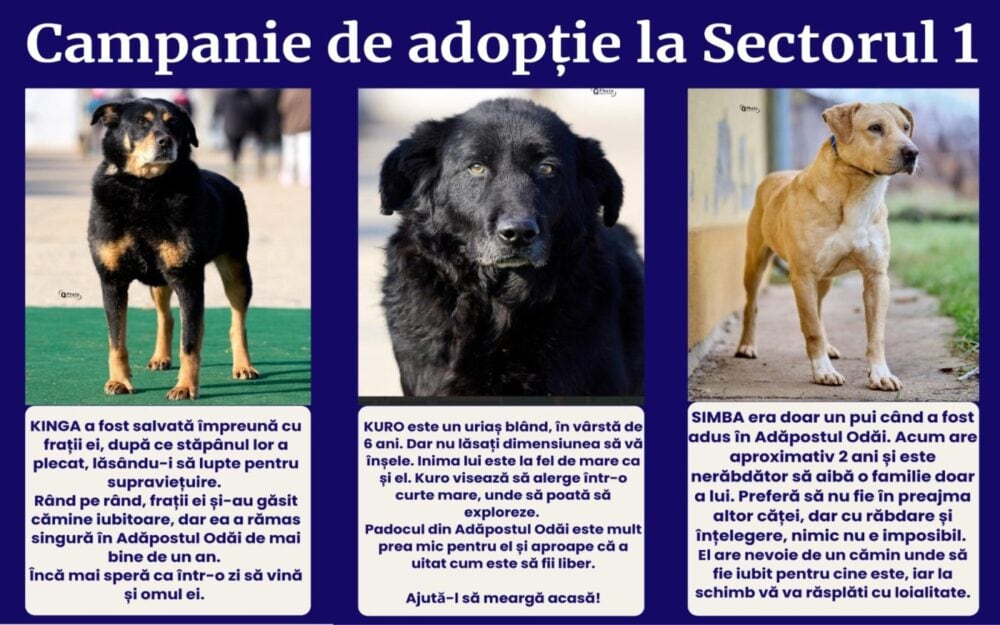 adopţii căţei