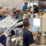 Spitalul veterinar din Ilfov care întoarce binele spre comunitate. Medic fondator: „Suntem veriga medicală din destinul unui animal necăjit”. Foto: Colaj/ Andreea Tudor