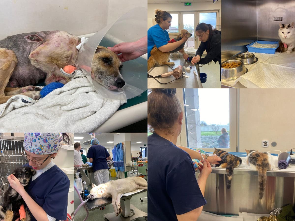 Spitalul veterinar din Ilfov care întoarce binele spre comunitate. Medic fondator: „Suntem veriga medicală din destinul unui animal necăjit”. Foto: Colaj/ Andreea Tudor