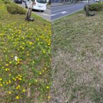 Experimentul „Păpădia” din Sectorul 1. Cum un petic de pământ ar fi putut să contribuie la sănătatea locuitorilor și la economia bugetului local. Foto: FB/ Iulian Ignat