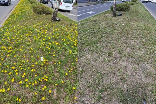 Experimentul „Păpădia” din Sectorul 1. Cum un petic de pământ ar fi putut să contribuie la sănătatea locuitorilor și la economia bugetului local. Foto: FB/ Iulian Ignat