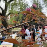 Sărbătoarea florilor de cireș, Hanami, în Capitală