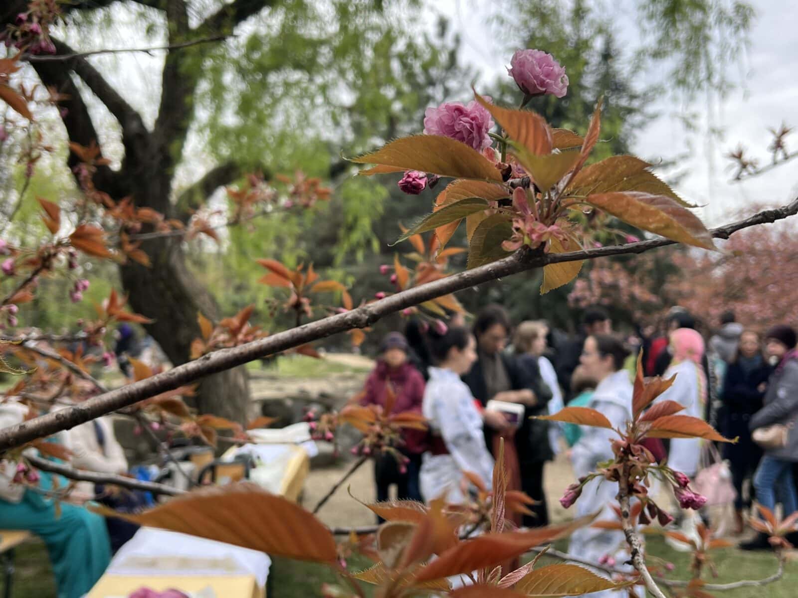 Sărbătoarea florilor de cireș, Hanami, în Capitală