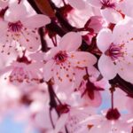 Sărbătoarea florilor de cireș, în Parcul Herăstrău. FOTO: RRA