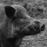 Porc mistreț în parcul central din Otopeni