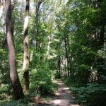 Protocol de colaborare cu societatea civilă pentru instituirea de arii naturale protejate. Este vizată şi Pădurea Băneasa. Foto: Arhivă via Parcul Natural Văcăreşti