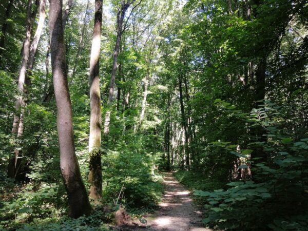 Protocol de colaborare cu societatea civilă pentru instituirea de arii naturale protejate. Este vizată şi Pădurea Băneasa. Foto: Arhivă via Parcul Natural Văcăreşti