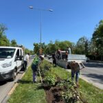Primăriile de sector se laudă cu „înverzirea” oraşului. Campanie de plantări, în mai multe zone ale Capitalei. PS2