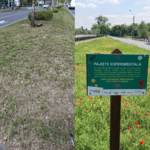 Pajiștea experimentală cu flori diverse și bondari, care face de râs scuarul „chelit” din Sectorul 1