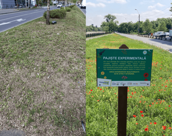 Pajiștea experimentală cu flori diverse și bondari, care face de râs scuarul „chelit” din Sectorul 1