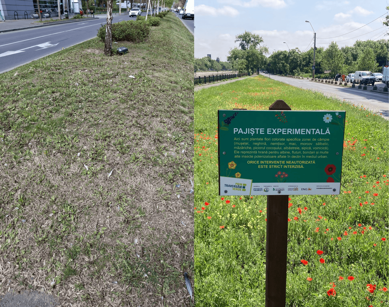 Pajiștea experimentală cu flori diverse și bondari, care face de râs scuarul „chelit” din Sectorul 1