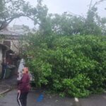 Copac căzut peste patru maşini. FOTO: Brigada Rutieră a Capitalei