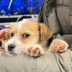 ASPA | Trei centre de sterilizări și microcipări gratuite, pentru câinii de rasă comună. FOTO: Arhiva