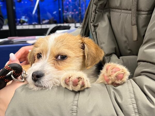 ASPA | Trei centre de sterilizări și microcipări gratuite, pentru câinii de rasă comună. FOTO: Arhiva