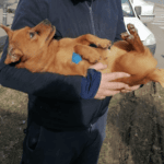 Campanie de sterilizări organizată în weekend. FOTO: FB / ASPA