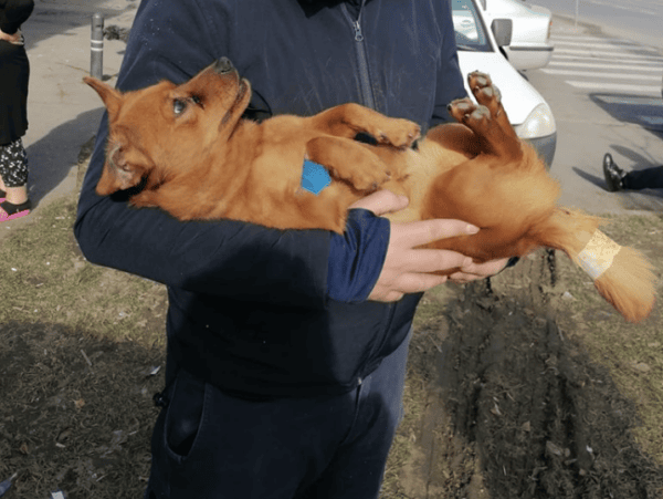 Campanie de sterilizări organizată în weekend. FOTO: FB / ASPA