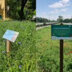 Unde sunt amenajate pajiștile urbane ale Capitalei. Practica adusă în Bucureşti de societatea civilă, acceptată uşor-uşor şi de autorităţi. Foto: colaj APNV/ PS6