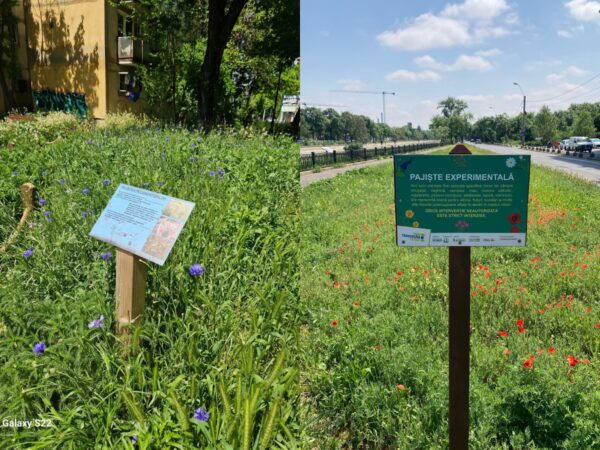 Unde sunt amenajate pajiștile urbane ale Capitalei. Practica adusă în Bucureşti de societatea civilă, acceptată uşor-uşor şi de autorităţi. Foto: colaj APNV/ PS6