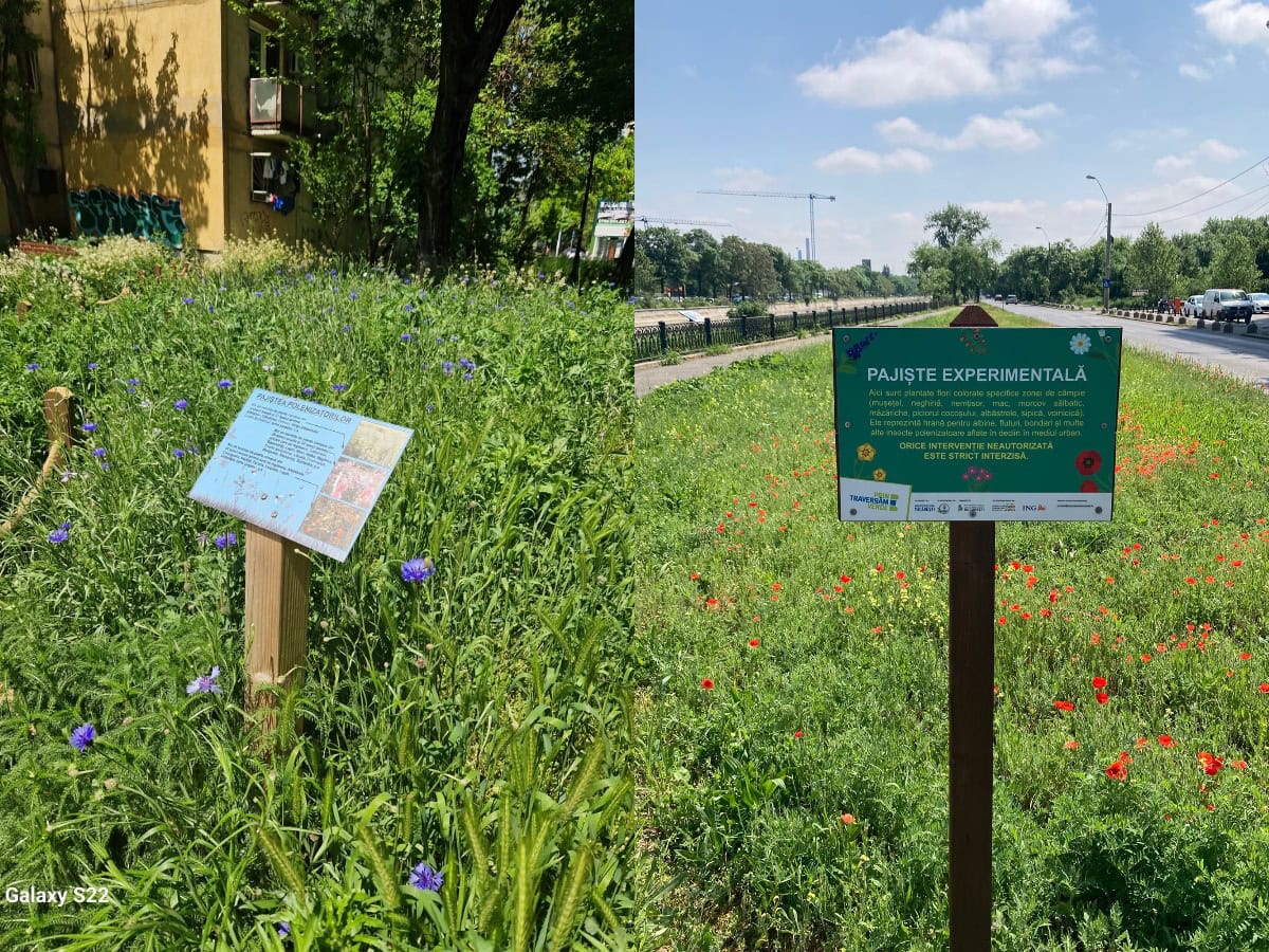 Unde sunt amenajate pajiștile urbane ale Capitalei. Practica adusă în Bucureşti de societatea civilă, acceptată uşor-uşor şi de autorităţi. Foto: colaj APNV/ PS6