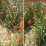 Pajiștea experimentală din Șoseaua Virtuții