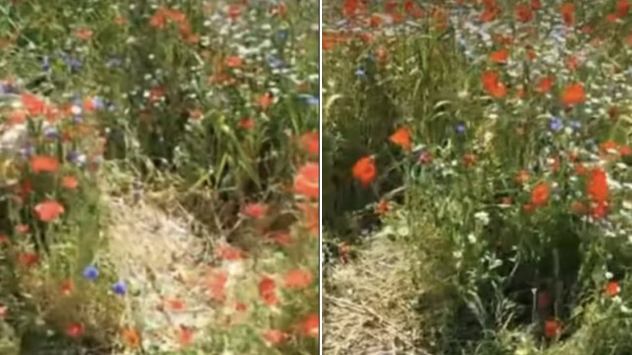 Pajiștea experimentală din Șoseaua Virtuții